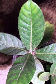 Image result for Psychotria auxopoda