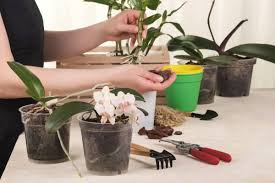 Youtube anleitung blumenstrauss in folie einwickeln und dekorieren. Dendrobium Nobile Orchidee Pflege Anleitung Gartenlexikon De