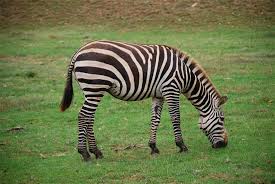 Visit Roer S Zoofari In Vienna Virginia Come On An Open Air Safari Bus Tour Experience Animals Up Close And Personal Or Have Yo Zoo Animals Safari Bus Pets