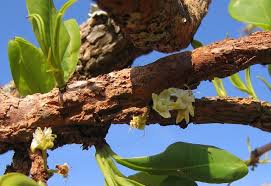 Image result for Aneulophus