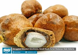 Penelitian menyebutkan, makanan yang sehat dan bergizi dapat membantu mempersiapkan tubuh untuk menghadapi kehamilan. Mengatasi Masalah Kesuburan Kenali Buah Zuriat Makanan Nabi Zakaria Smjtimes