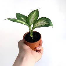 Terracotta Pots Dieffenbachia Baby Plants Baby Plants Pot Baby Plants Cactus Baby Plants Houseplant Mini Plants Indoor Min Mini Plants Small Plants Tiny Plants
