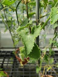 Image result for Corallocarpus bainesii