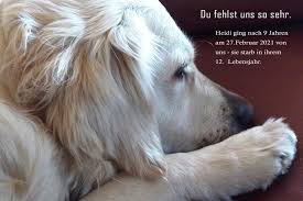 Ich will ihn nicht quälen, wer weiss, wann es plötzlich sehr ernst wird. Regenbogenbrucke Tierschutzverein Lauf U Umgebung E V