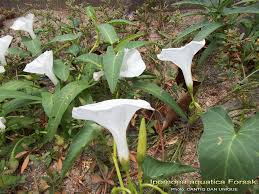 Image result for Teramnus repens