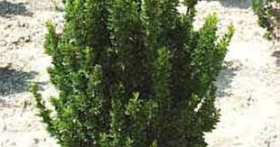 Euonymous Greenspire Shrub Evergreen Plants Privacy Plants Evergreen Shrubs