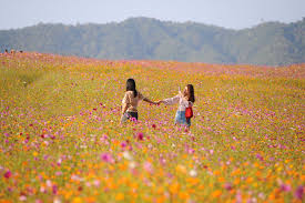 Banff mountain film festival world tour. 9 Best Flower Fields In Thailand That Will Make Your Jaws Drop