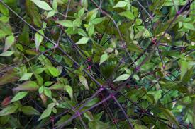 We did not find results for: Nandina With Green Leaves And Purple Stems Clippix Etc Educational Photos For Students And Teachers