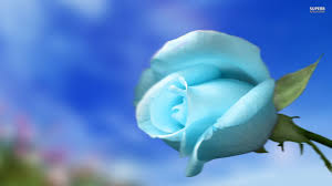 Black And Sky Blue Flowers Sky Blue Rose Wallpaper Rose Flower Wallpaper Blue Roses Wallpaper White Flower Wallpaper