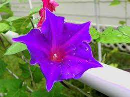 Image result for Ipomoea kituiensis