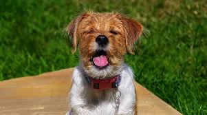 Jack russell shih tzu terrier. Jack Russell Terrier Mixes 20 Different Energetic Crossbreeds