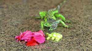 We bought a wire like fencing at home depot, kind of like chicken wire but with smaller square holes. Iguana Competitive Eating Lizard Eats Hibiscus Youtube