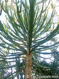 Image result for Euphorbia confinalis