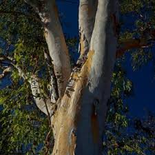 Image result for Dolichandrone alba