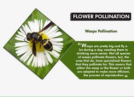 Flowers that are of lower tier than other flowers in the field have a higher chance of being pollinated. 10 Animals That Help In Flower Pollination