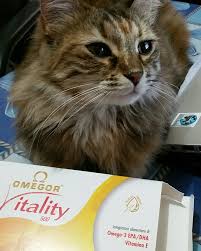 Most cats with kidney disease, especially advanced kidney disease will have some element of dehydration. Cats Chronic Kidney Disease Stage 1 And 2 How To Manage Elicats Com