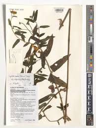 Image result for Lipotriche