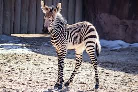 Meet Zion! Thank you so much for all of...