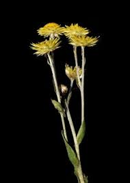 Image result for Helichrysum aureum