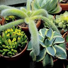 Cacti are collectible and are ideal for nice, sunny windowsills as are many of their succulent counterparts. Monkey Tail Cactus Burned Under Lights Do I Have To Move It Gardening Landscaping Stack Exchange