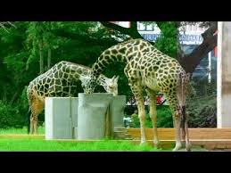 Mysore Zoo Mysore Karnataka India In 2020 Tourist Places Mysore Zoo Tourist