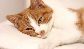 التزاوج عند القطط كل المعلومات التي ستحتاج معرفتها استكشف