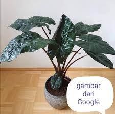 Examples of translating «keladi» in context Alocasia Keladi Yucatan Princess The Perfect Houseplant Facebook