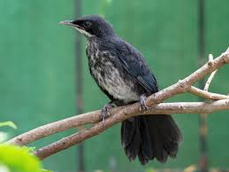 Image result for Monotes hypoleucus