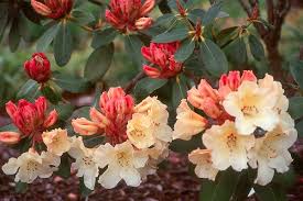 Rhododendron Horizon Monarch Buds Flowers And Leaves Landscaping Plants Plants Flowers