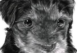 How To Draw And Render Realistic Fur With Pencils And Charcoal What about a realistic dog? how to draw and render realistic fur