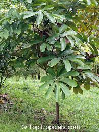 Look for a book on hardy or tender fruit and nut trees. Tropical Fruit Leaf Tree Small Blog City Data Forum