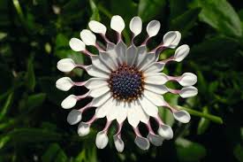 Image result for Osteospermum monocephalum