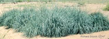 Image result for Anthephora pubescens