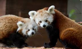Resultado de imagen de edinburgh zoo