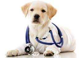 Feed them as often as they're used to, or talk with the vet during your first puppy appointment to better gauge how often they should eat. How Many Vet Visits Does A Puppy Need