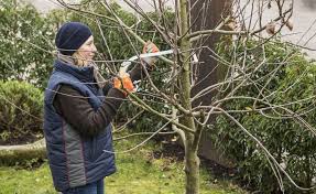 Baumpflege Im Garten 5 Tipps Fur Gesunde Baume Garten Vorgarten Pflanzen Pflanzen