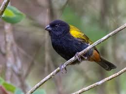 Image result for Phyllanthus taylorianus