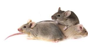 Tanda tanda kencing tikus for more information and source, see on this link : Korban Banjir Rentan Penyakit Kencing Tikus Kenali Gejala Awalnya