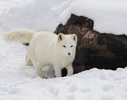 Arctic Fox Facts For Kids Polar Foxes Snow Fox Artic Animals