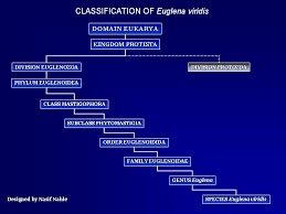 Euglena Introduction Classification