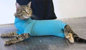 How To Make An E Collar For A Cat Alternatives And Homemade Free step by step easy drawing lessons, you can learn from our online video tutorials and draw your favorite characters in minutes. how to make an e collar for a cat