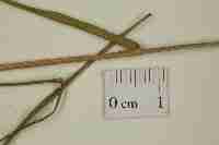 Image result for Digitaria pseudodiagonalis