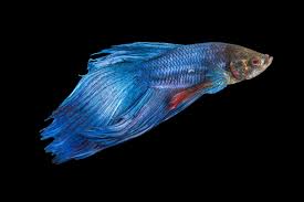 Also known as the siamese fighting fish, it originated in thailand, vietnam and the cambodian 2. Betta Fish Often Mistreated At Pet Stores And By Owners Peta Says
