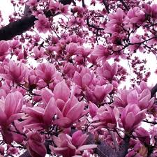 Prune sparingly to maintain shape after flowering. Jane Magnolia Trees For Sale Buy Jane Magnolias The Tree Center