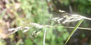 Image result for Capillipedium