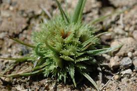 Image result for Cyperus squarrosus