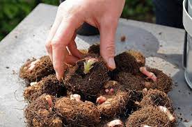 The Best Trailing Begonias For Hanging Baskets Farmer Gracy S Blog