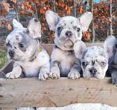 Blue merle, brown merle, red merle brindle, tan, red, brown, black, white. Blue Merle French Bulldog Everything You Wanted To Know Ethical Frenchie