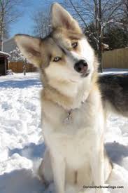 Siberian Husky Black White And Brown Siberian Husky The Most Common Breed Misrepresented As A Wolfdog I Suppose Some May Look A Little Wolfy But Remember Wolves And Wolf Dog Cute Animals Dogs