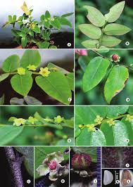 Image result for Phyllanthus odontadenius